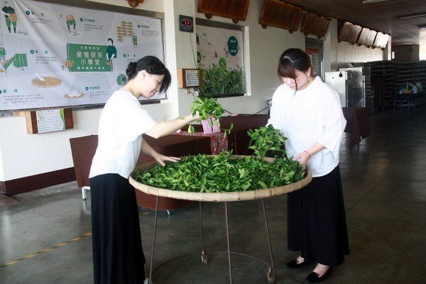 全臺十大特色茶遊程競賽-泉發製茶廠